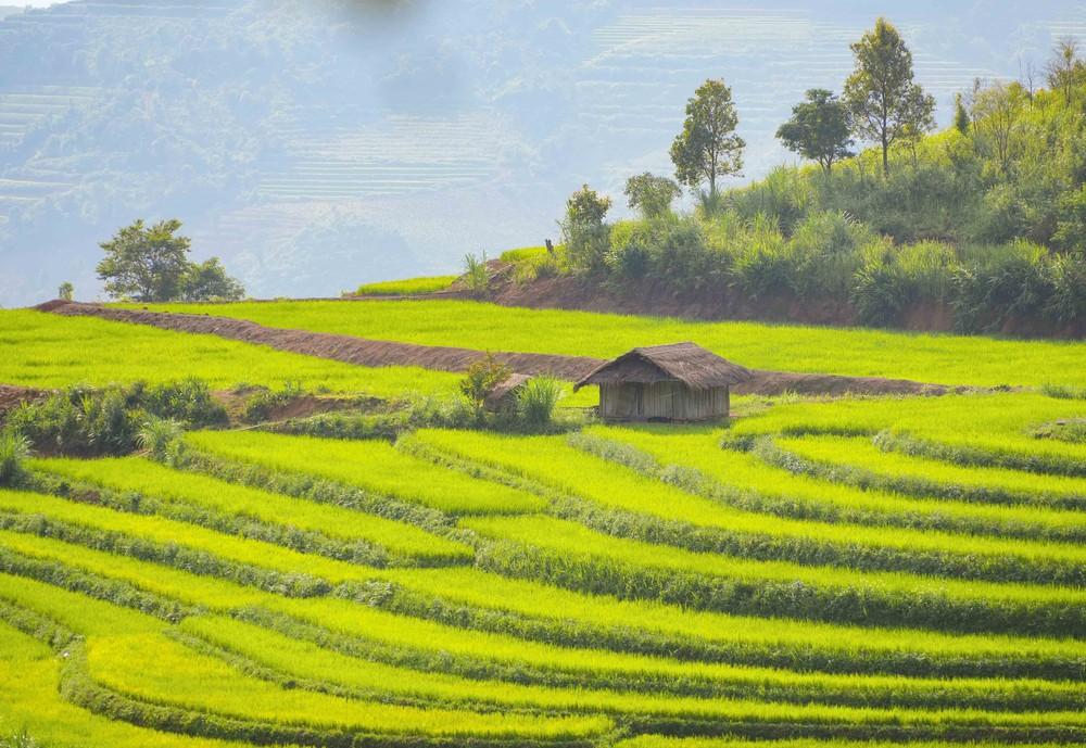 Một căn chòi nhỏ nằm giữa những thửa ruộng bậc thang ở bản Phù Lồng B, tạo điểm nhấn mộc mạc giữa không gian đồng ruộng vùng cao. Ảnh: Xuân Tư - TTXVN