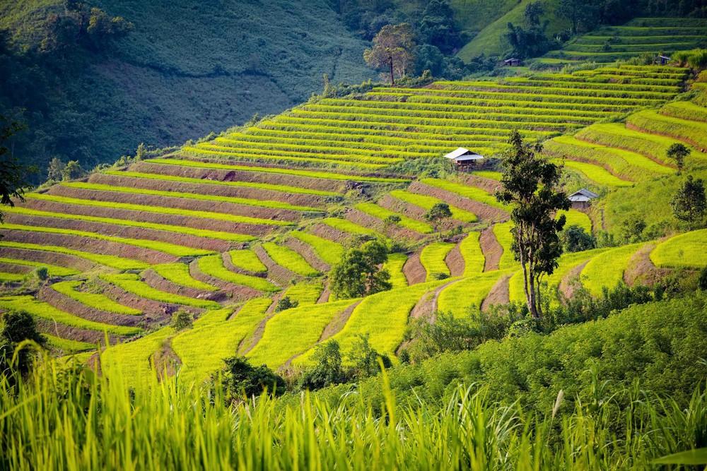 Những thửa ruộng bậc thang trải dài trên sườn núi ở vùng cao Pu Nhi. Ảnh: Xuân Tư - TTXVN