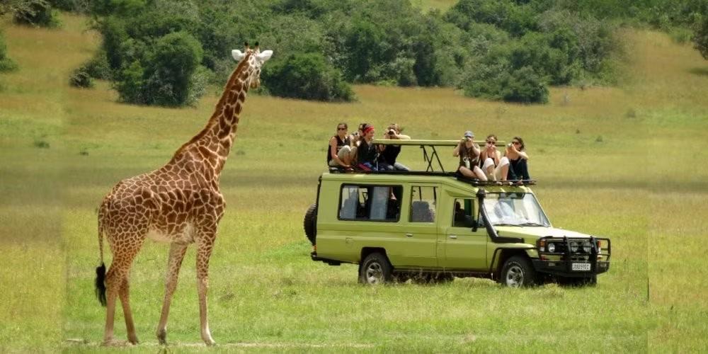 Tanzania nổi bật với thiên nhiên hoang dã, hệ sinh thái đa dạng và những trải nghiệm khám phá động vật trong môi trường tự nhiên