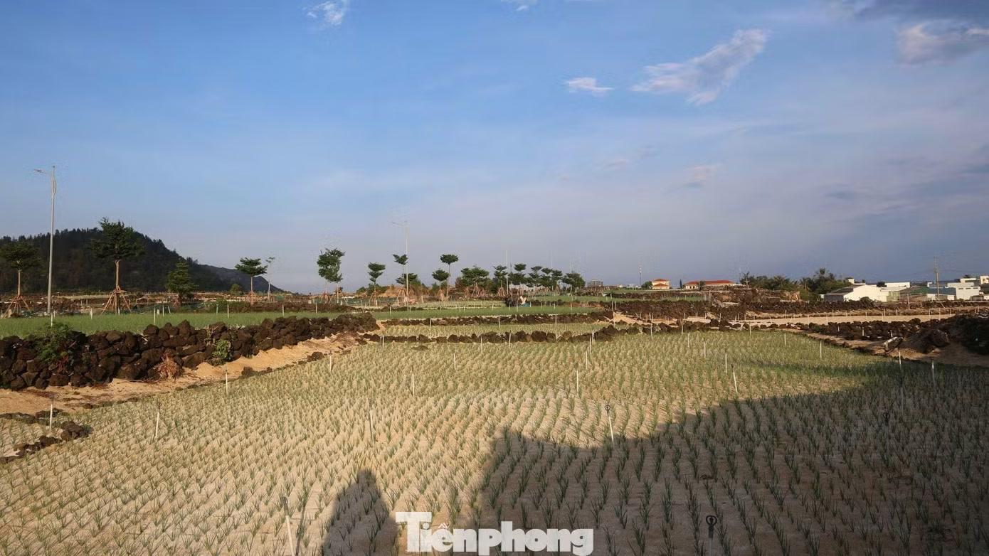 Theo ông Võ Trí Thời - Phó phòng Kinh tế đặc khu Lý Sơn, toàn đặc khu có khoảng 300 ha đất nông nghiệp. Một phần diện tích nằm gần các đồi, núi được người dân cải tạo thành ruộng bậc thang để sản xuất.