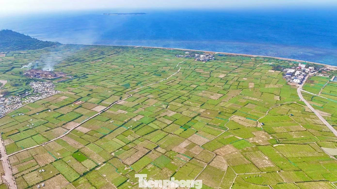 Trên nền đất đặc biệt ấy, người dân Lý Sơn bao đời trồng hành, tỏi. Mỗi năm, nông dân trên đảo sản xuất một vụ tỏi và ba vụ hành. Ảnh: Nguyễn Ngọc.