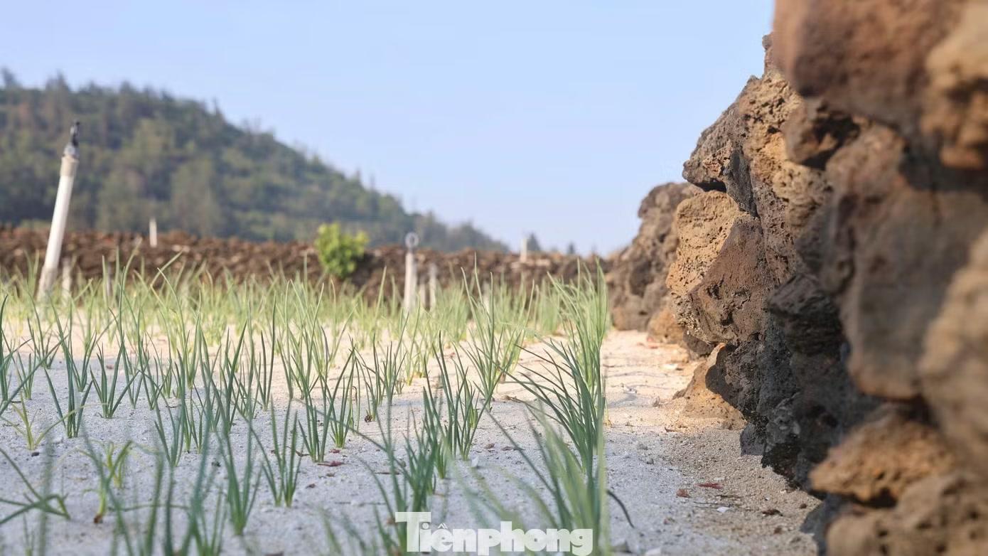 Không chỉ giúp giữ đất, những bờ đá còn trở thành “tấm chắn” tự nhiên cho cây trồng trước gió biển. Ở những khu vực không có bờ đá cao, nông dân thường phải mua lưới bao quanh ruộng để hạn chế gió làm ảnh hưởng đến hành, tỏi.