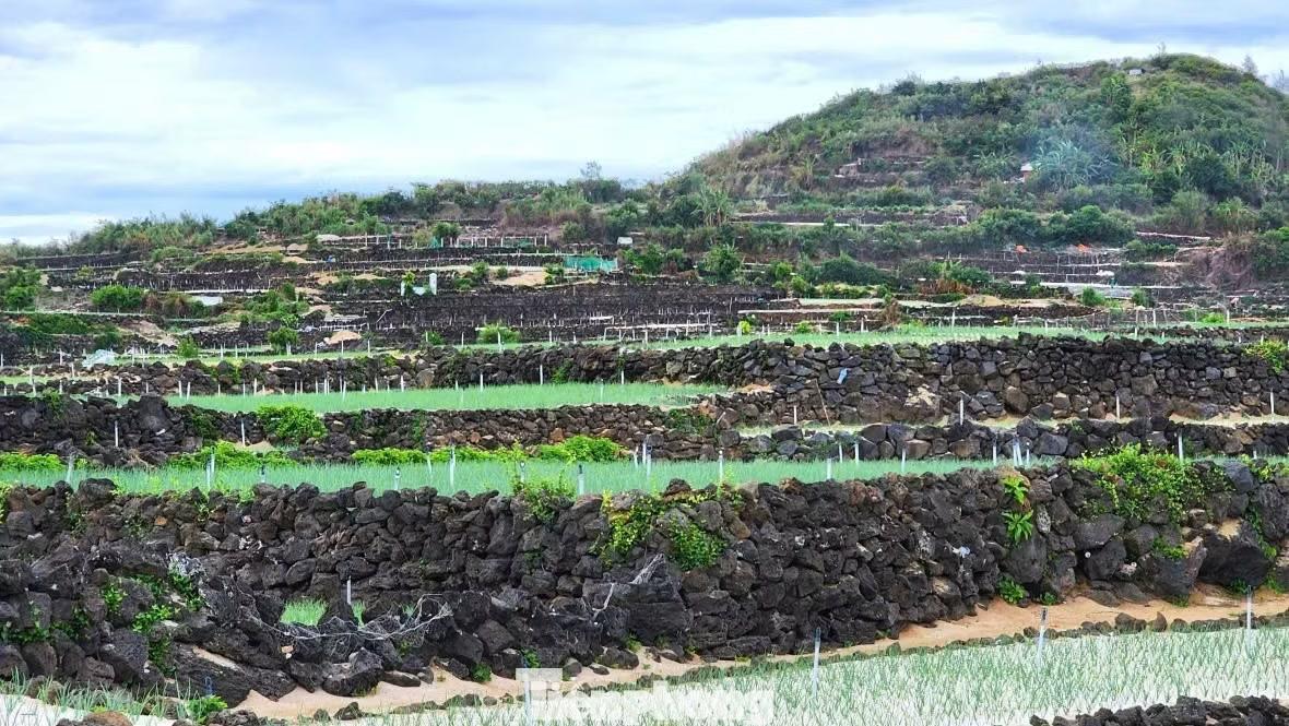  Ở những khu vực sát chân núi, địa hình dốc khiến việc canh tác không dễ dàng. Để giữ đất, người dân đã cải tạo sườn dốc thành từng thửa ruộng “bậc thang”. 