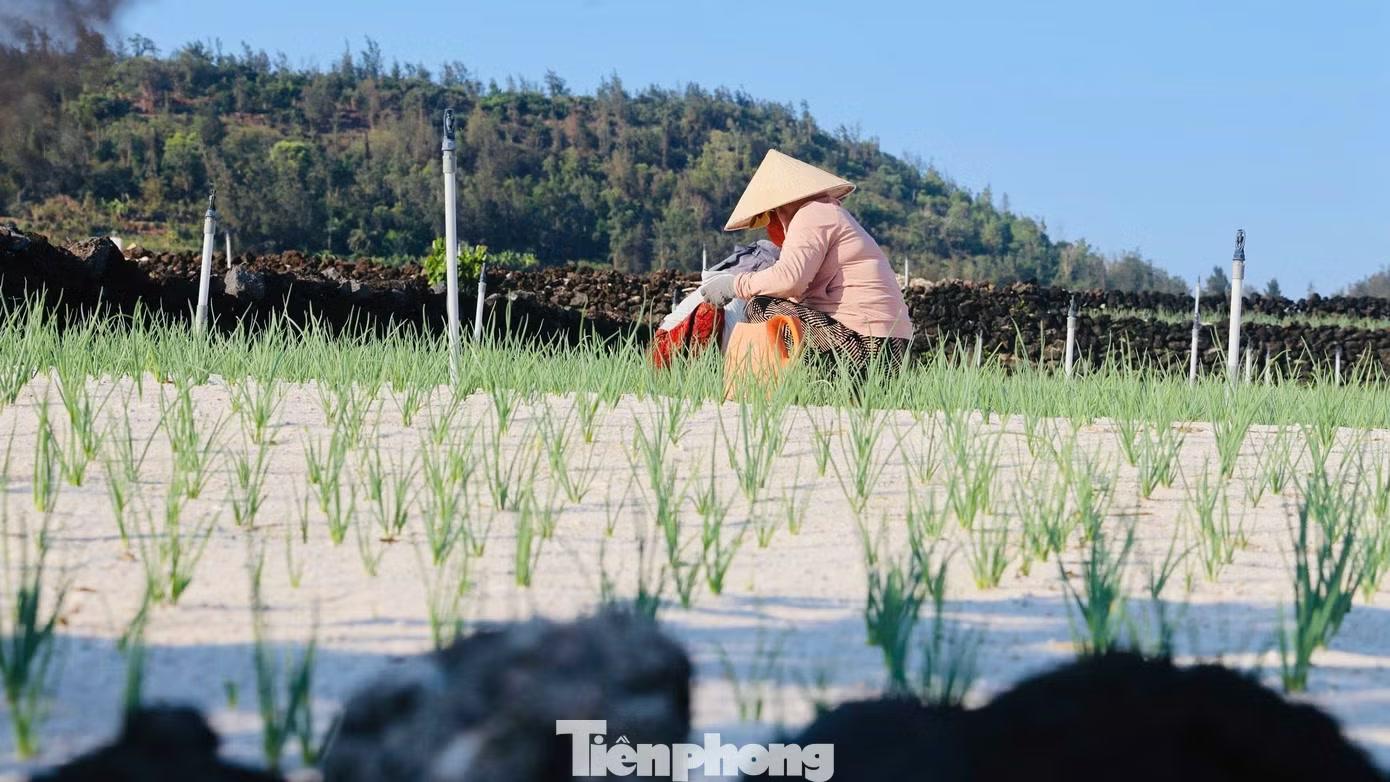 “Khu vực này nằm sát núi lửa đã tắt nên có độ dốc cao, do đó phải làm ruộng bậc thang để giữ đất. Đá núi lửa được dùng để đắp bờ, nhiều nơi còn tạo thành tường đá rất cao nhằm chắn gió từ biển”, ông Bình cho biết.