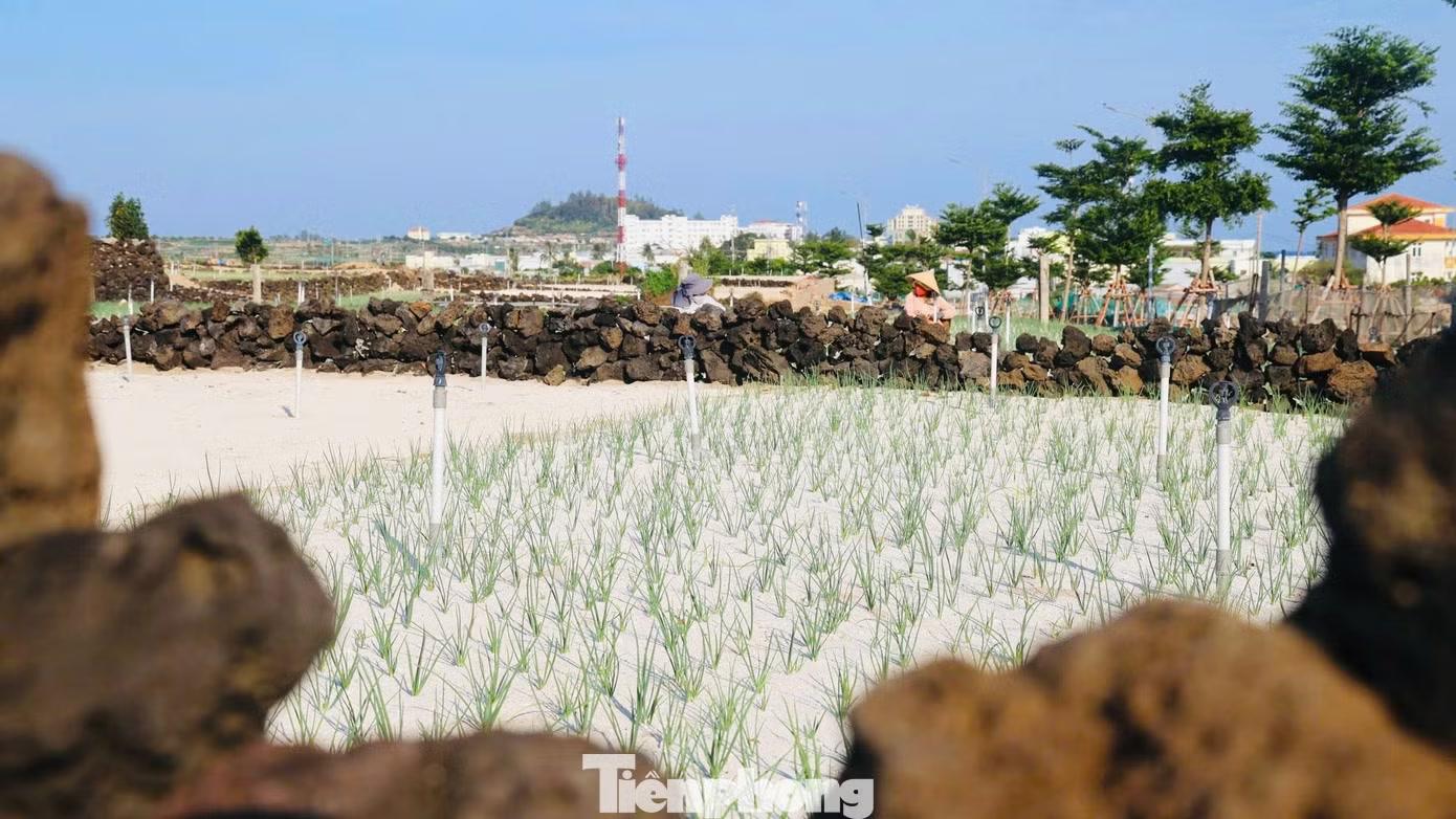 Ông Nguyễn Văn Bình (trú đặc khu Lý Sơn) sở hữu khoảng 400m² ruộng bậc thang. Những thửa ruộng này đã có từ thời cha ông để lại. Qua nhiều năm canh tác, gia đình tiếp tục gia cố các bờ đá để giữ đất và bảo vệ hoa màu.