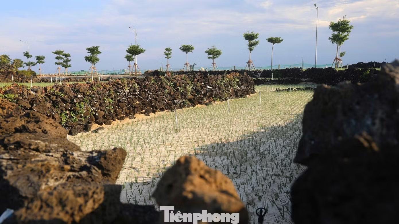 Từng viên đá được xếp chồng khéo léo, tạo thành những bờ cao khoảng 20-40cm, phân chia các thửa ruộng thành từng tầng nối tiếp nhau.
