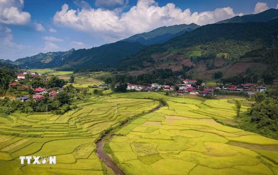 Cánh đồng lúa chín bao quanh bản làng, tạo nên sự hài hòa giữa không gian sinh sống và sản xuất của người dân Chiềng Sinh. (Ảnh: Xuân Tư/TTXVN)