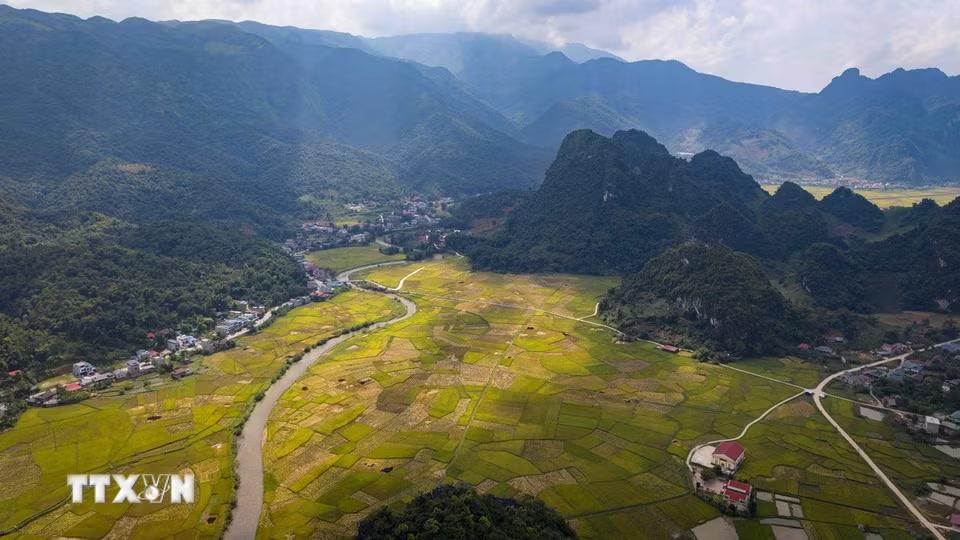Những khối núi đá phủ xanh cây rừng nổi bật giữa cánh đồng lúa vàng, tạo nên điểm nhấn độc đáo trong cảnh quan Chiềng Sinh. (Ảnh: Xuân Tư/TTXVN)