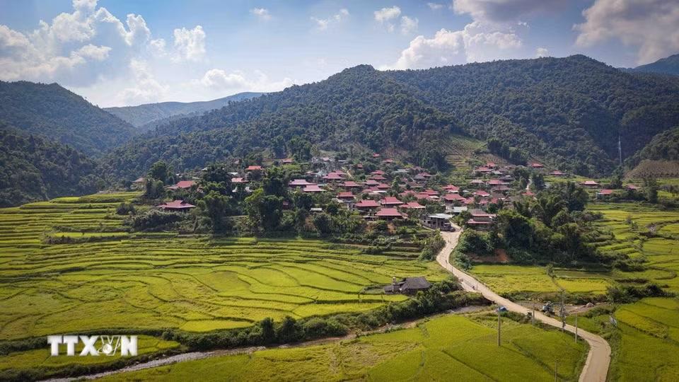 Bản làng nằm dọc theo những cánh đồng lúa chín, phía xa là những dãy núi tạo nên không gian đặc trưng của vùng cao Điện Biên. (Ảnh: Xuân Tư/TTXVN)