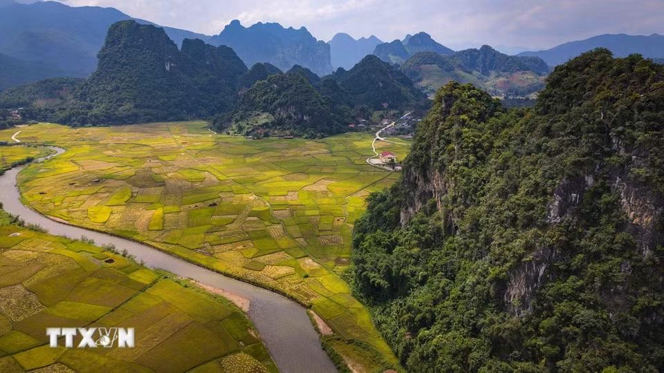 Dòng sông uốn lượn giữa cánh đồng lúa chín dưới chân các dãy núi ở Chiềng Sinh. (Ảnh: Xuân Tư/TTXVN)