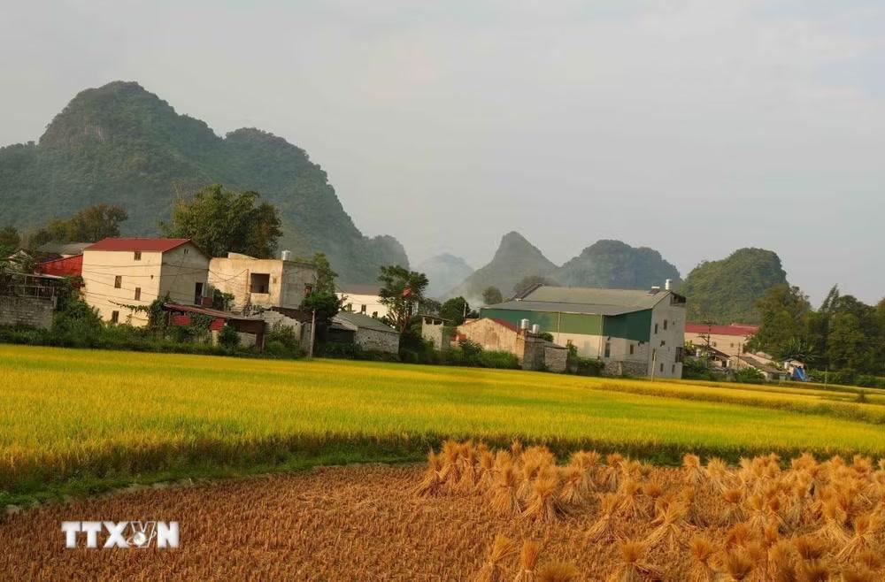 Hiện người dân Ngọc Côn đang bước vào vụ thu hoạch lúa chín. (Ảnh: Quốc Đạt/TTXVN)