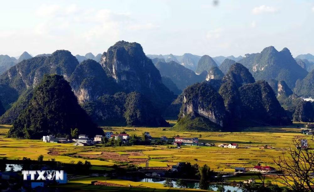 Những cánh đồng Ngọc Côn như khoác lên mình tấm áo vàng rực rỡ. (Ảnh: Quốc Đạt/TTXVN)