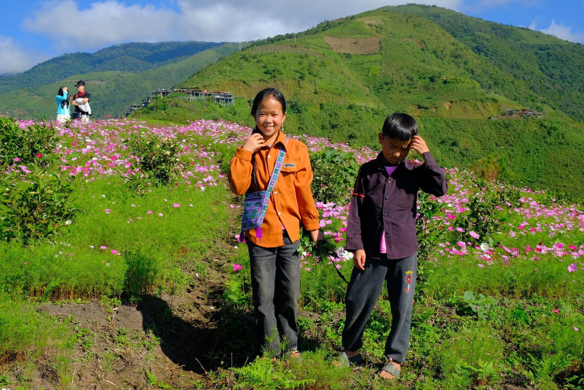 Vườn hoa cánh bướm được gia đình anh Thào A Ký trồng cách đây khoảng 2 tháng. Ảnh: Trọng Thịnh