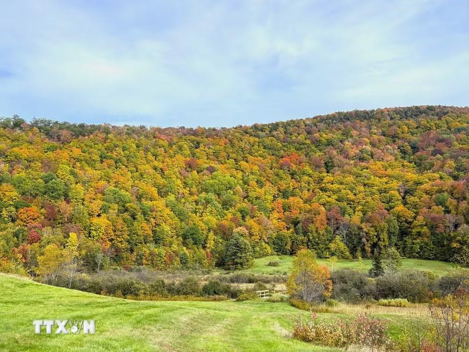 Màu vàng xen lẫn màu cam và đỏ của rừng cây mùa thay lá tại bang Vermont (Mỹ). (Ảnh: TTXVN)