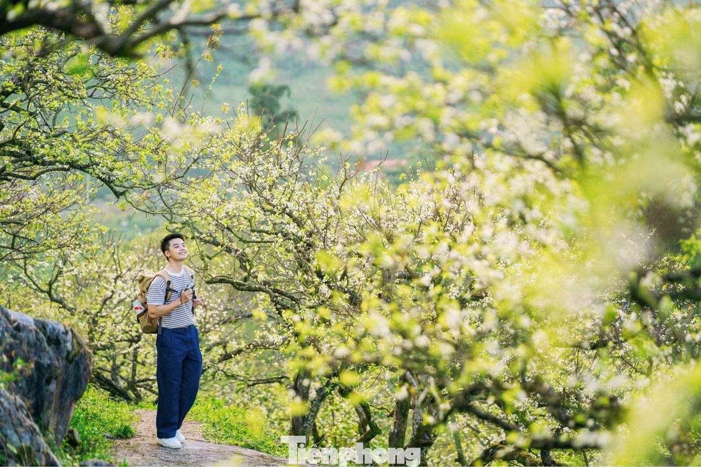 Anh Nguyễn Hoàng Hải - người làm du lịch tại Mộc Châu - cho biết khá bất ngờ khi năm nay hoa mận xuất hiện sớm. “Là người Mộc Châu, mình khá bất ngờ khi năm nay hoa mận lại nở sớm như vậy. Mọi năm, hoa mận trái vụ nở muộn hơn, nhưng năm nay một số vườn mận đã có hoa sớm”, anh Hải nói.