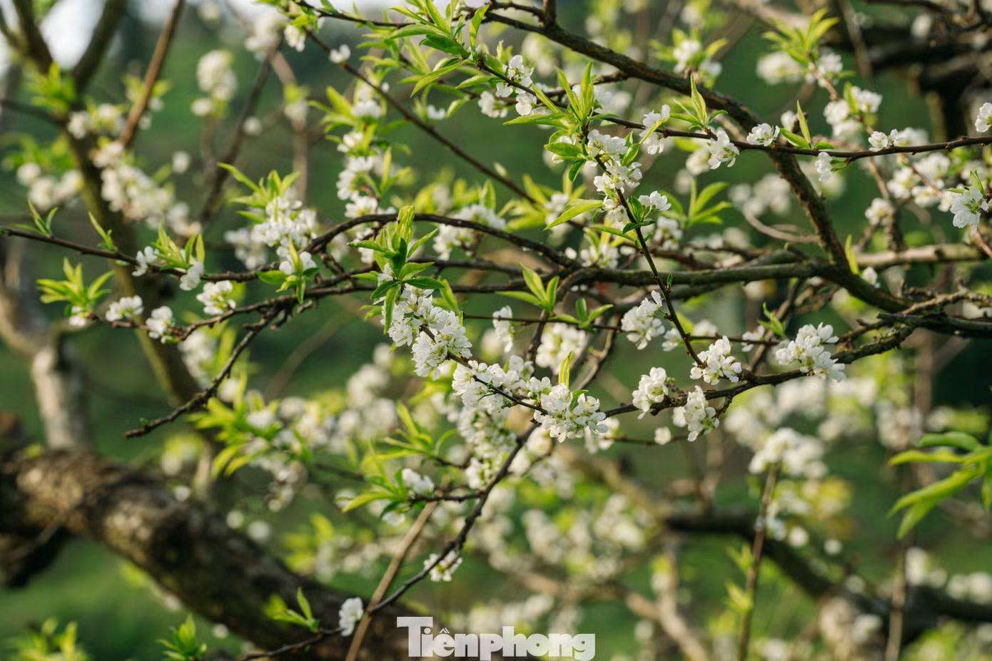 Giữa tiết trời se lạnh, sắc trắng của hoa càng nổi bật, khiến nhiều du khách bất ngờ khi bắt gặp hoa mận nở giữa mùa thu. Những chùm hoa trắng nhỏ li ti phủ trên các cành mận lâu năm, hòa cùng làn sương lững lờ, tạo nên khung cảnh yên bình và thơ mộng giữa cao nguyên Mộc Châu.