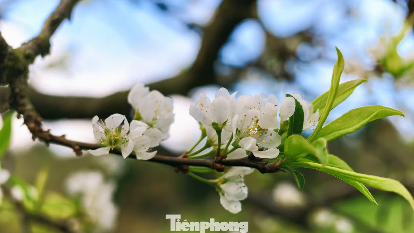 Chị Kiều Ánh Tuyết (du khách Hà Nội) chia sẻ dù hoa mận chưa nở dày nhưng chị thích cảm giác được đi dạo trong những khu vườn vắng, giữa những chùm hoa mận mới chớm nở.