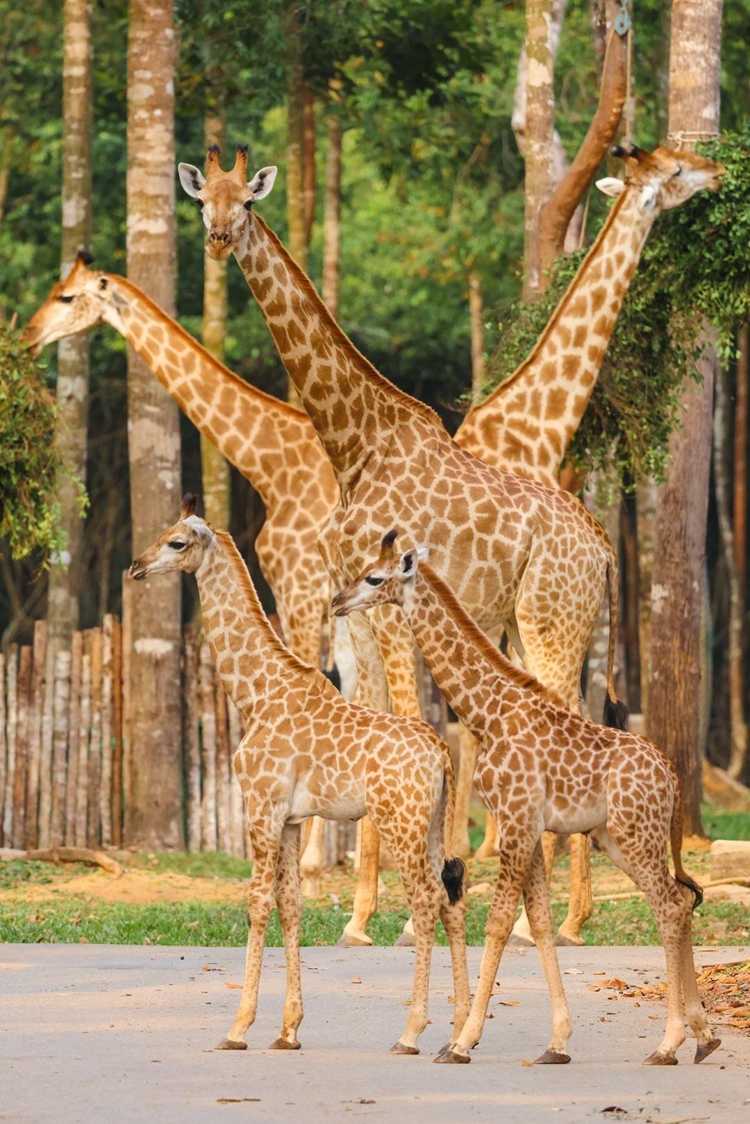 Đàn hươu cao cổ tại Vinpearl Safari Phú Quốc hiện có 36 cá thể thuộc nhiều thế hệ.