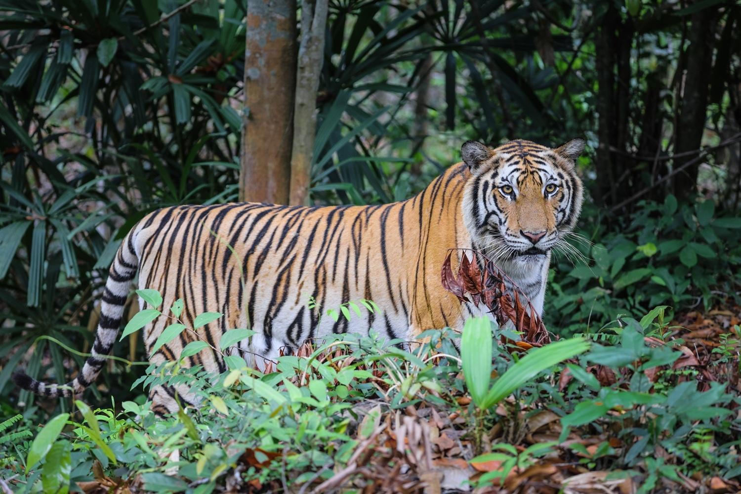 Các thế hệ hổ Bengal sinh trưởng tại Phú Quốc góp phần mở rộng quần thể của loài tại Safari.