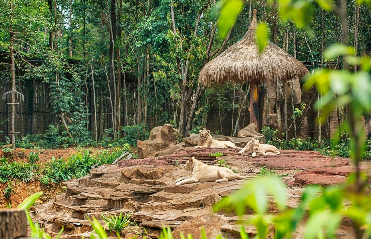 Vinpearl Safari Phú Quốc hiện chăm sóc hơn 4.000 cá thể thuộc khoảng 200 loài.