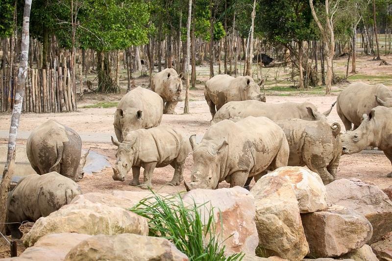 Đến nay, 25 cá thể tê giác trắng đã chào đời tại Vinpearl Safari Phú Quốc.