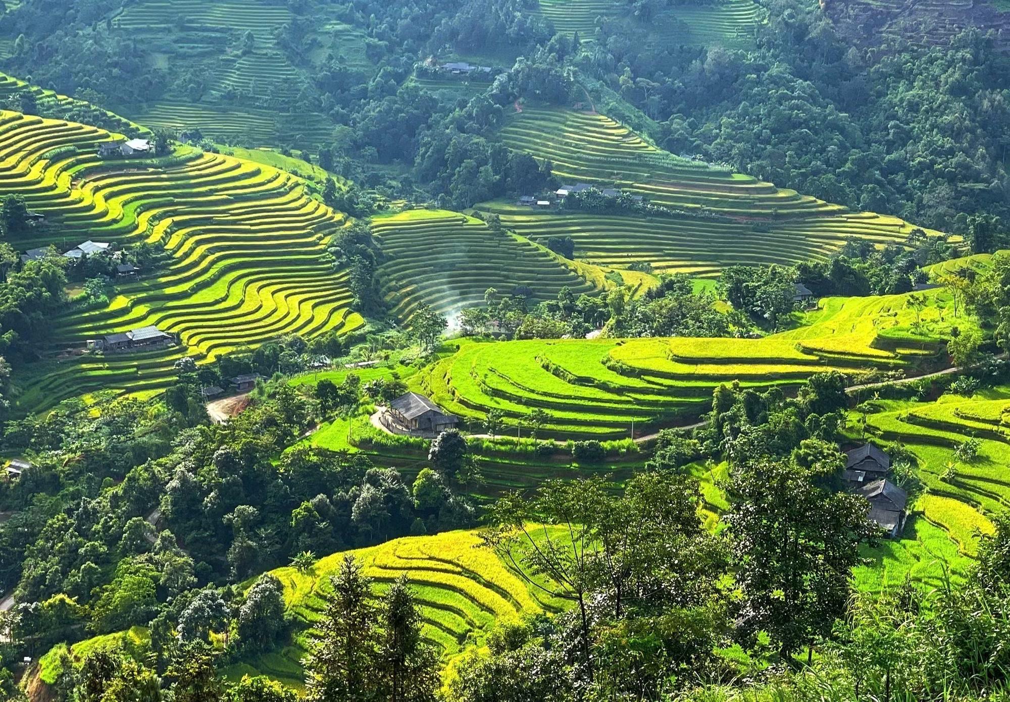 Những dải lúa chín lượn quanh sườn núi, ôm lấy nếp nhà bình yên.
