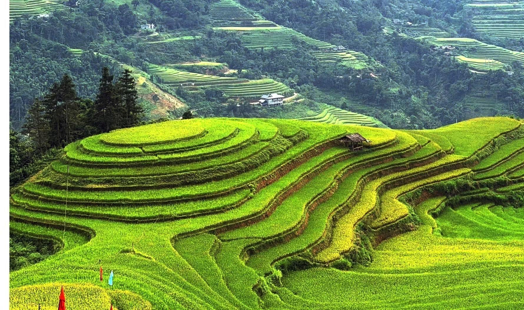 Từng bậc lúa xếp tầng, vẽ những đường cong duyên dáng trên sườn núi.
