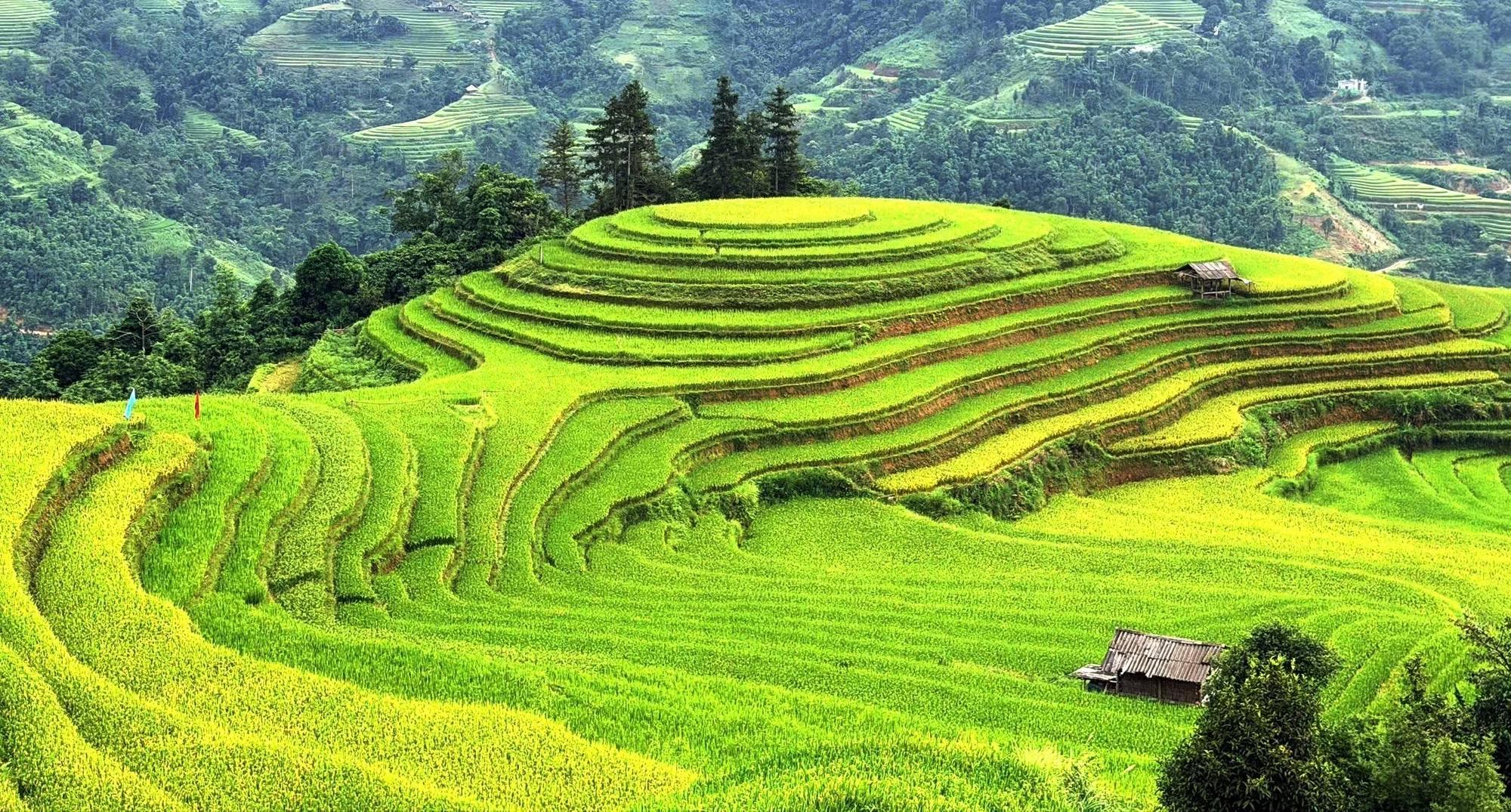 Ruộng bậc thang uốn những vòng cung mềm mại giữa màu xanh đại ngàn.