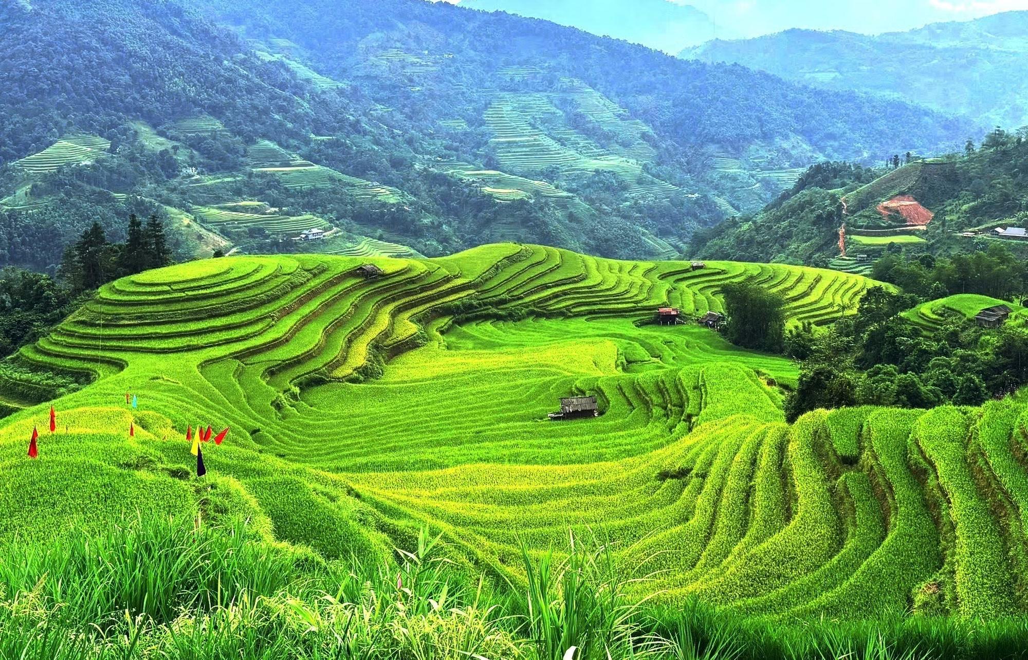 Những triền lúa nối tiếp nhau trong vòng ôm của núi rừng Hoàng Su Phì