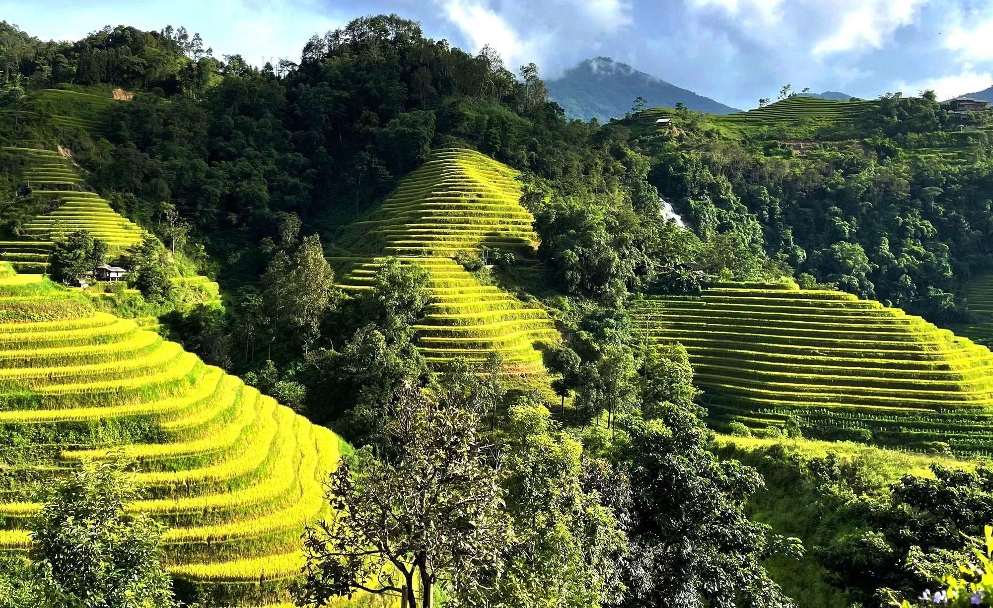 Nắng thu thắp sáng những tầng ruộng vàng giữa màu xanh của núi rừng.