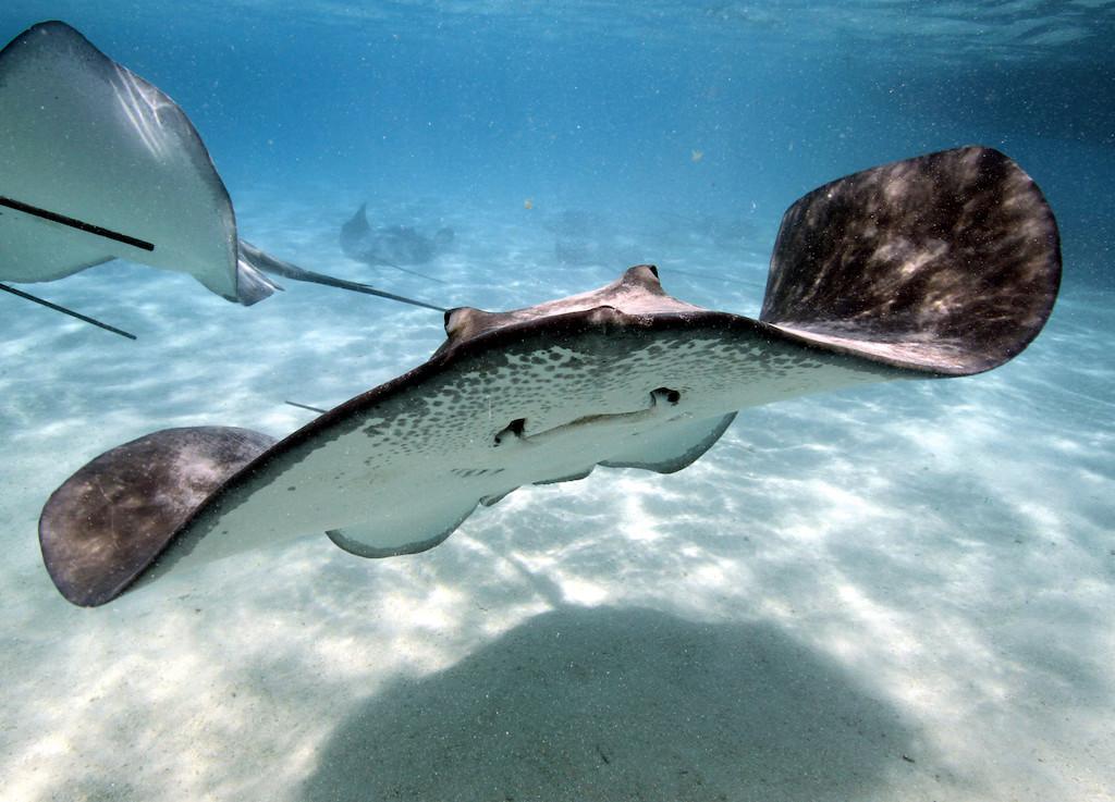 Cá đuối lướt nhẹ trên mặt nước màu ngọc lam nông. Ảnh: Bimini, Bahamas