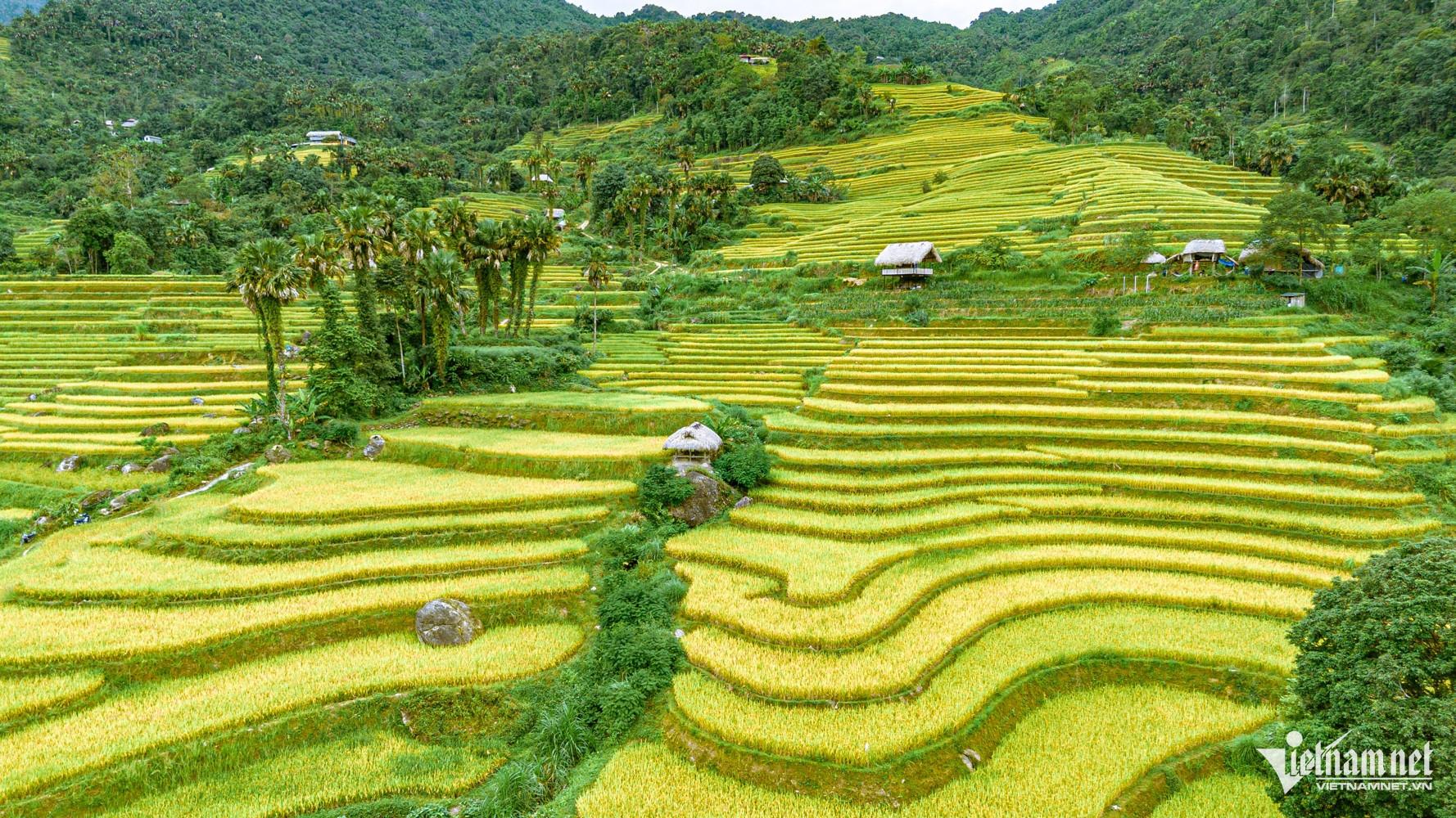 Nhiều chòi ngắm cảnh được người dân dựng dọc các triền ruộng, tạo điểm dừng chân để du khách thưởng ngoạn mùa vàng Khuổi My.