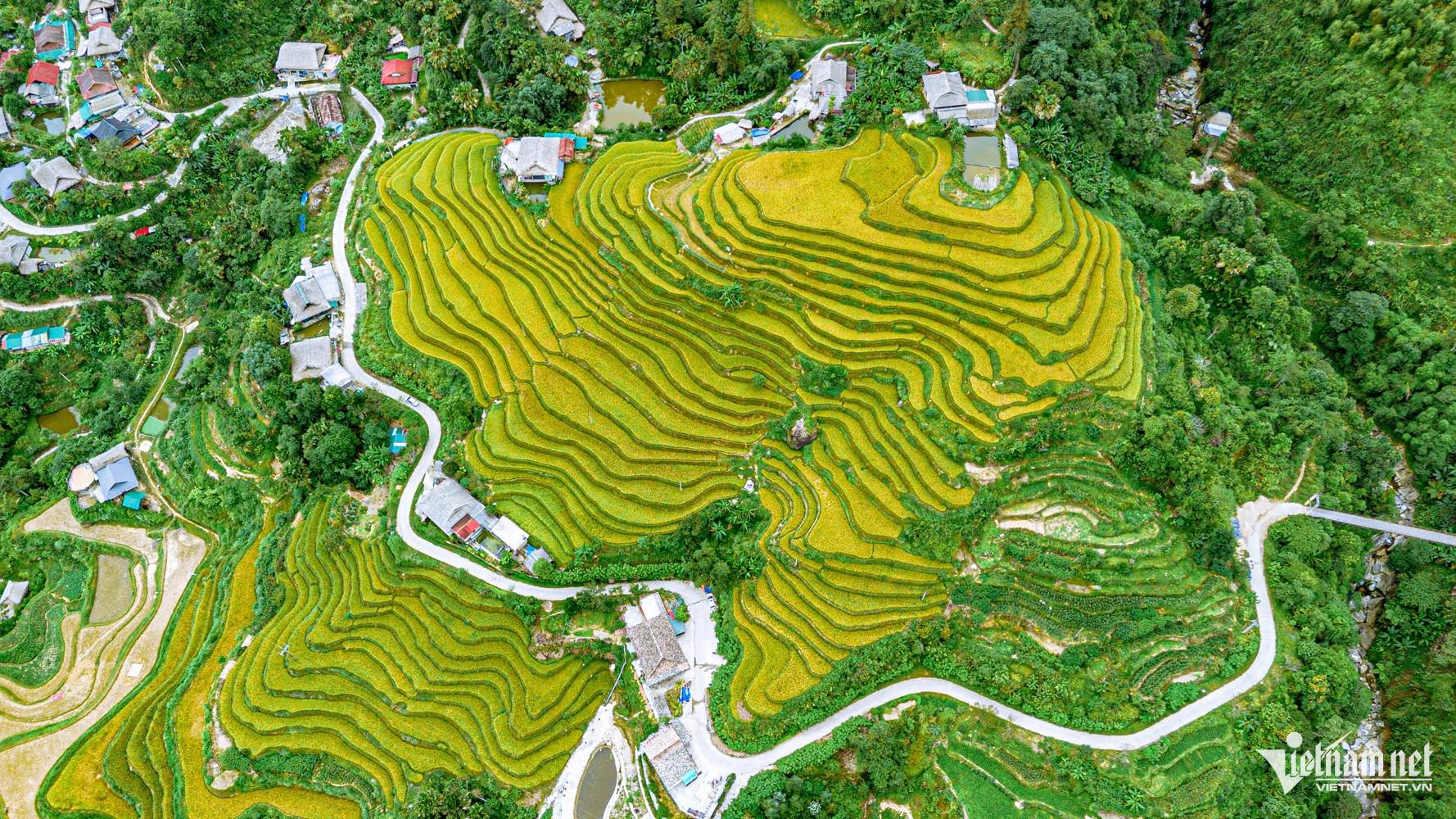 Những ngày cuối mùa thu, lúa trên các thửa ruộng bậc thang bắt đầu chín rộ. Từ con đường vào thôn nhìn xuống, từng bậc ruộng nối nhau men theo sườn núi, tạo thành những dải màu vàng uốn quanh các nếp nhà. Đây cũng là thời điểm Khuổi My đón nhiều người tìm đến để ngắm và ghi lại mùa lúa chín.