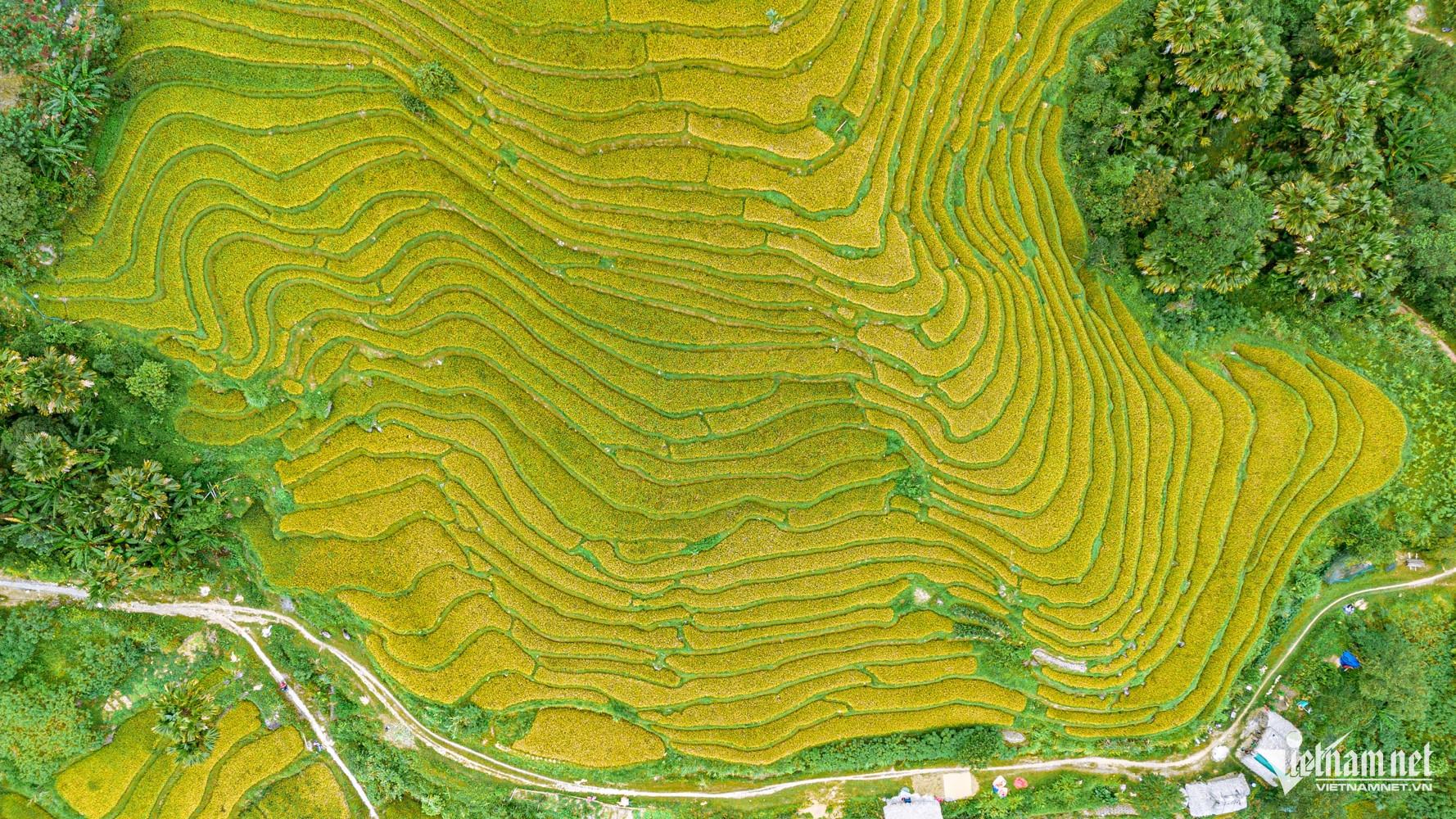 Những thửa ruộng bậc thang trải dài trên các triền núi Khuổi My vào mùa lúa chín, tạo nên sắc vàng đặc trưng của vùng cao Tây Côn Lĩnh.