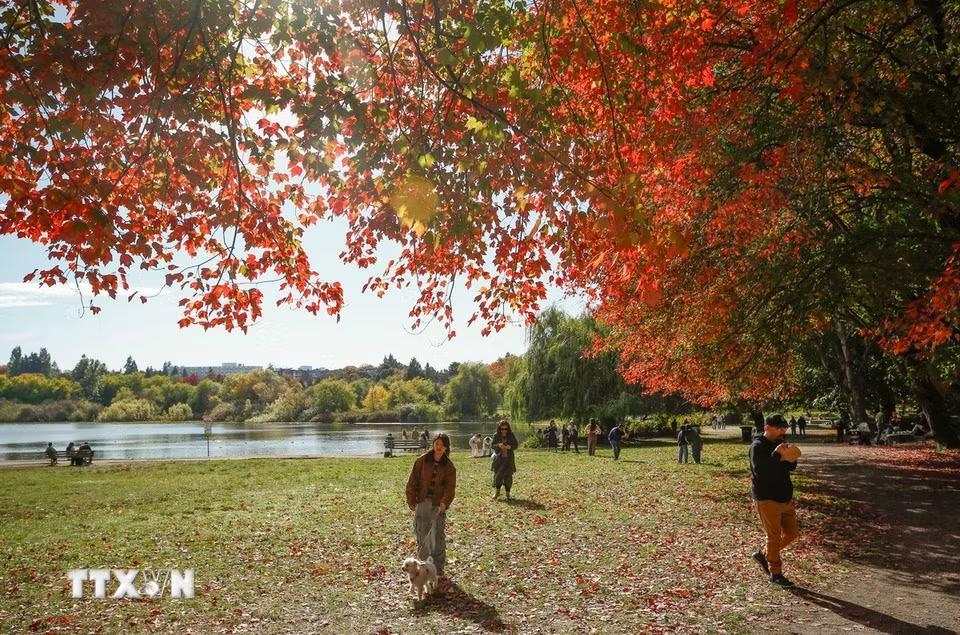 Cảnh đẹp mùa Thu ở Vancouver, British Columbia, Canada. (Ảnh: THX/TTXVN phát)