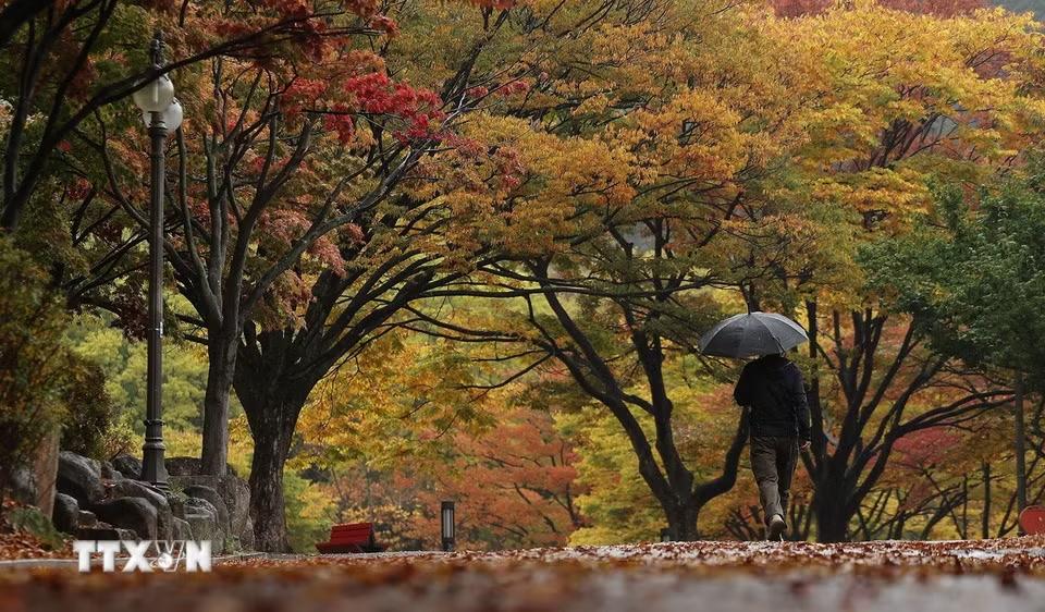 Cảnh đẹp mùa Thu ở Daegu, Hàn Quốc. (Ảnh: YONHAP/TTXVN phát)