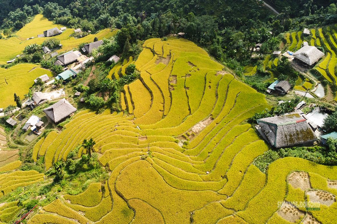 Ruộng bậc thang vàng óng uốn lượn quanh những nếp nhà. Ảnh: Tuấn Anh