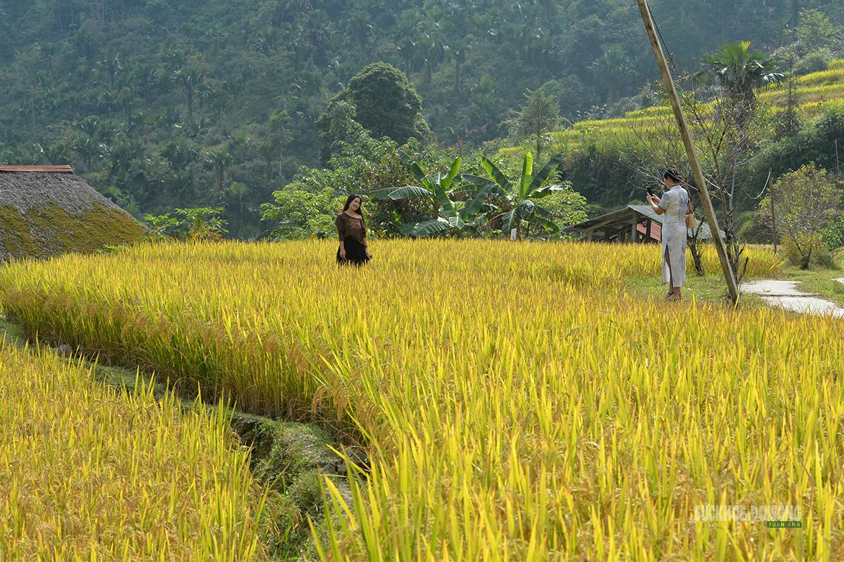 Lưu lại khoảnh khắc giữa mùa vàng Xà Phìn. Ảnh: Tuấn Anh