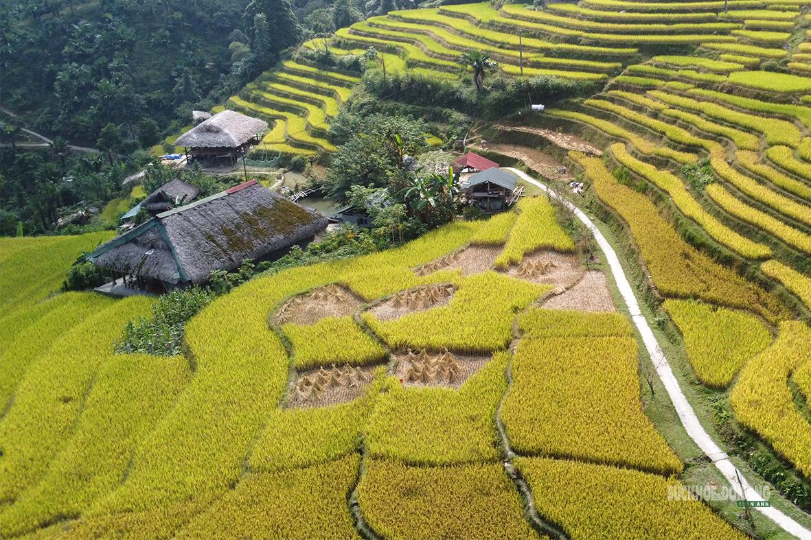 Những nếp nhà mái lá nằm xen giữa ruộng lúa chín vàng. Ảnh: Tuấn Anh