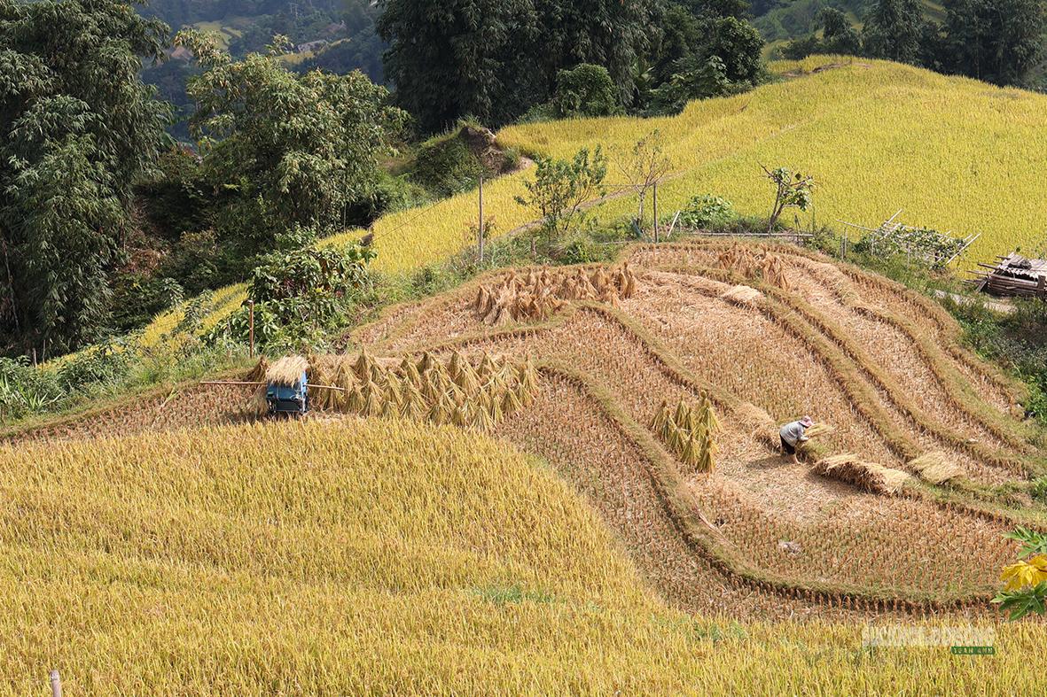 Gom lúa sau thu hoạch. Ảnh: Tuấn Anh
