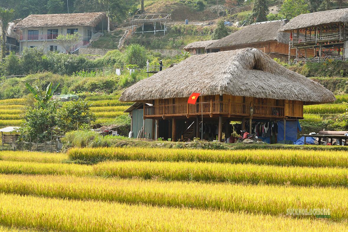 Nếp nhà sàn truyền thống giữa không gian mùa vàng Xà Phìn. Ảnh: Tuấn Anh