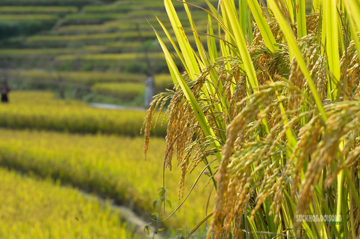 Những bông lúa trĩu hạt báo hiệu mùa thu hoạch. Ảnh: Tuấn Anh
