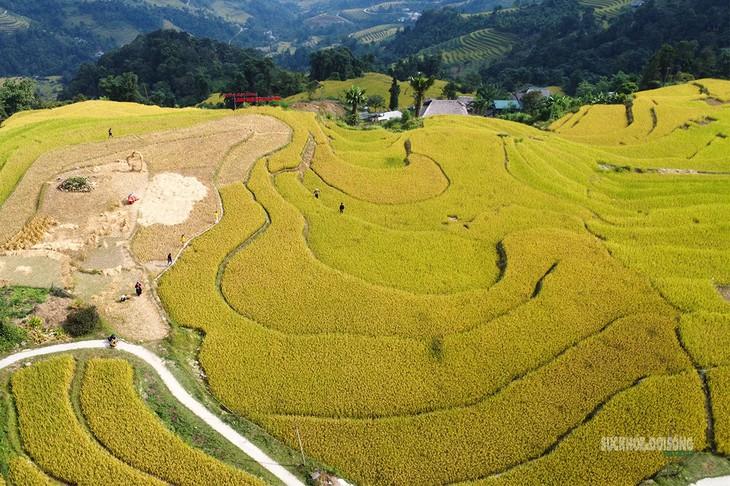 Toàn cảnh mùa vàng Xà Phìn nhìn từ trên cao. Ảnh: Tuấn Anh