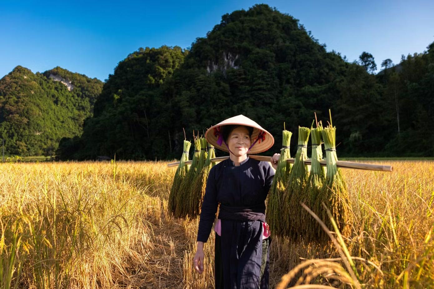 Không chỉ hấp dẫn bởi cảnh sắc thiên nhiên thơ mộng, nơi đây còn níu chân du khách bởi những trải nghiệm văn hóa và nhịp sống bình dị của người dân địa phương, tạo nên sức hút riêng cho du lịch Cao Bằng.