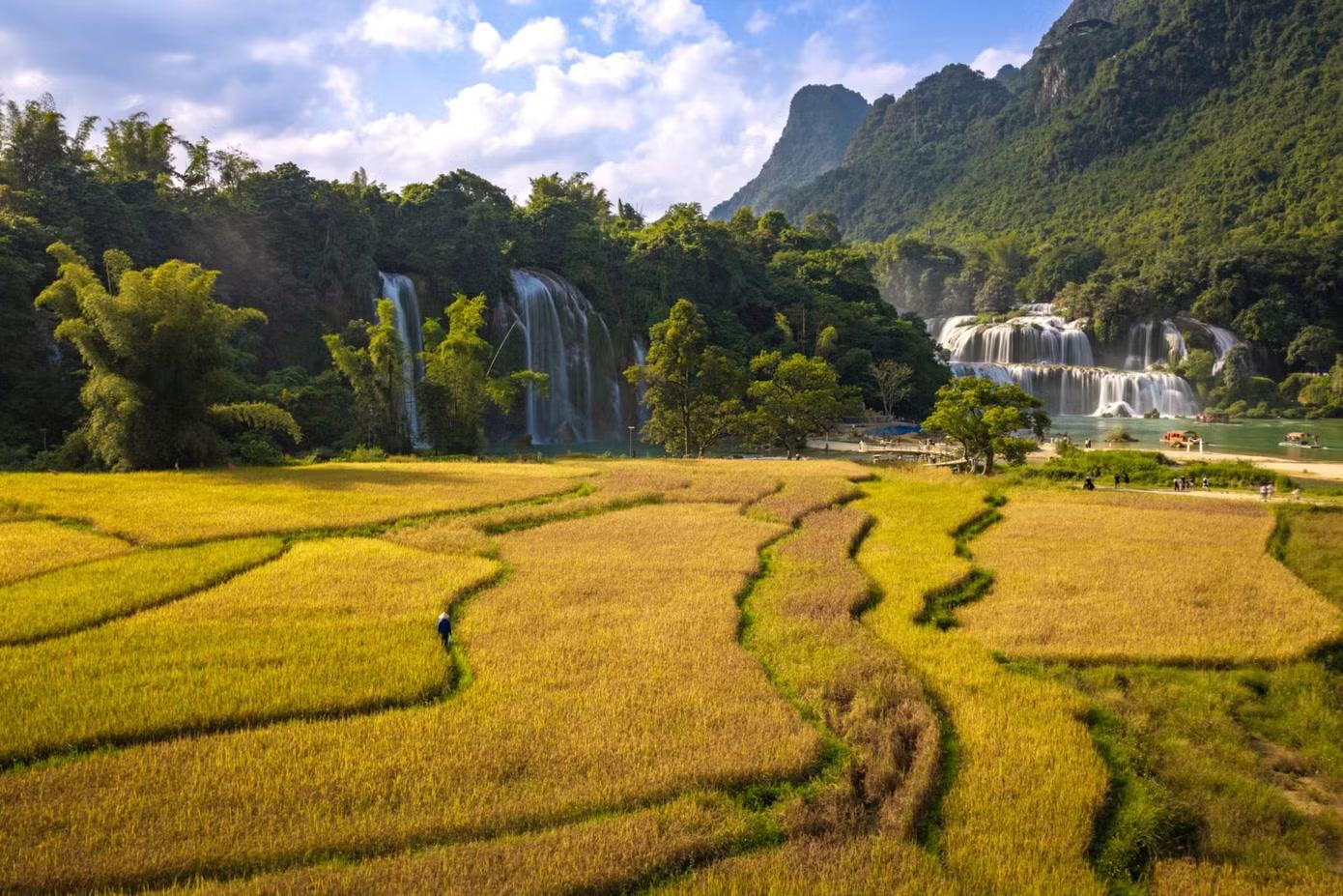 Mùa lúa chín, thác Bản Giốc khoác lên mình sắc vàng óng ả của những cánh đồng dưới chân núi, hòa cùng vẻ hùng vĩ của dòng thác giữa núi rừng biên cương.