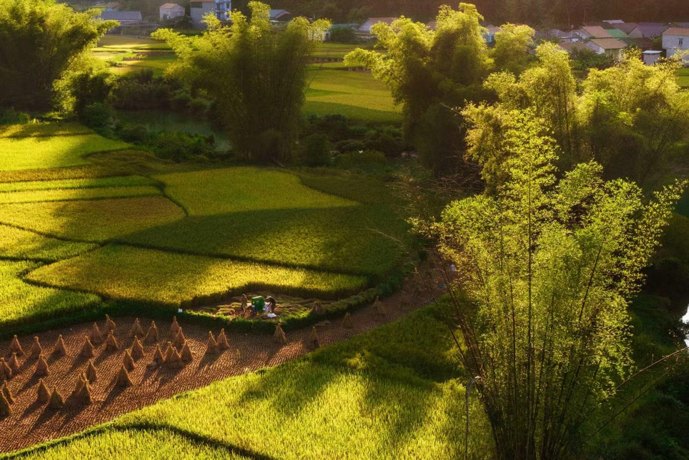 Hình ảnh cánh đồng nằm khuất sau những bụi tre ngay bên cạnh thác nước hùng vĩ tạo nên khung cảnh yên bình của du lịch Cao Bằng.