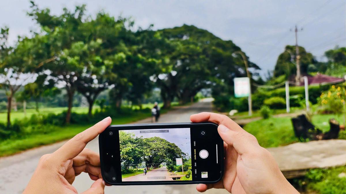 Du khách chụp ảnh hàng me tây đẹp thơ mộng. Ảnh: BT.