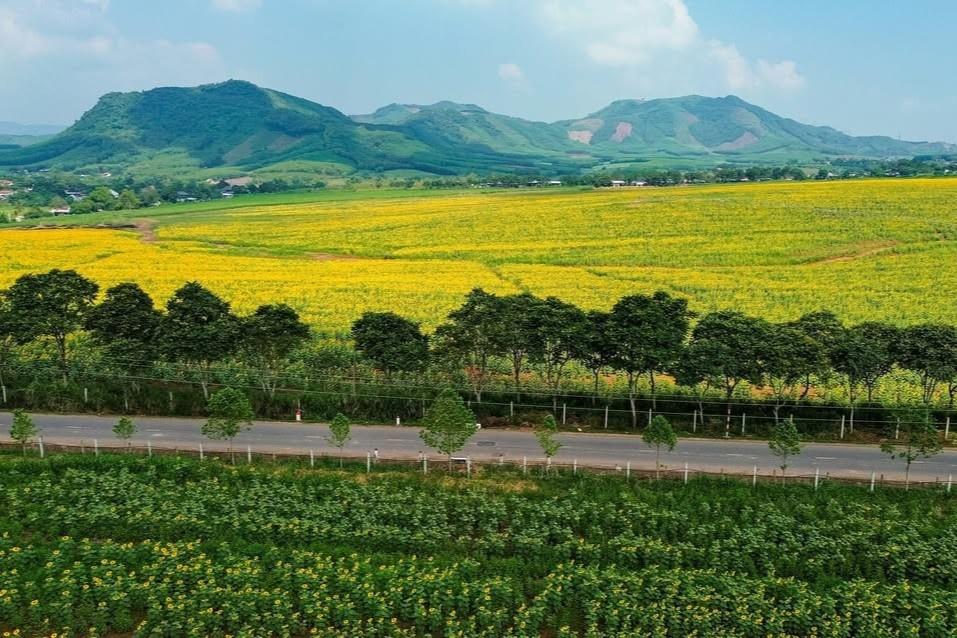 Ông Nguyễn Huy Anh, Phó Chủ tịch UBND xã Nghĩa Lâm, cho biết cánh đồng hoa hướng dương là cơ hội để quảng bá hình ảnh địa phương đến với du khách gần xa. Tuy nhiên, việc ngắm hoa phải đảm bảo an toàn. Đến tháng 11-12, khi hoa nở nhiều, lượng khách thường đông hơn. Năm trước tuyến đường dẫn vào cánh đồng ùn tắc kéo dài. "Năm nay, xã cũng sẽ phối hợp với đơn vị quản lý cánh đồng, bố trí lực lượng phân luồng giao thông, hướng dẫn người dân, du khách tham quan đúng quy định, hạn chế tình trạng lấn chiếm lòng đường", ông nói với Tri Thức - Znews. Ảnh: Lộc Du Ký.