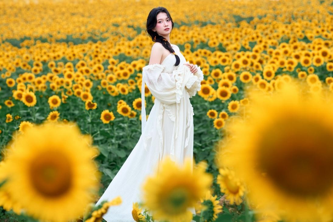  Theo đại diện đơn vị quản lý cánh đồng, hoa hướng dương được trồng thành luống, công tác gieo hạt triển khai từ đầu tháng 9. Do khí hậu và thổ nhưỡng đặc trưng của Phủ Quỳ, hoa bung nở từ giữa tháng 10. Hoa trồng tại đây thuộc giống hướng dương thông thường (tên khoa học helianthus annuus), khi trưởng thành có thể cao 1,5-2 m, đường kính hoa 30-40 cm. Ảnh: An Hy. 