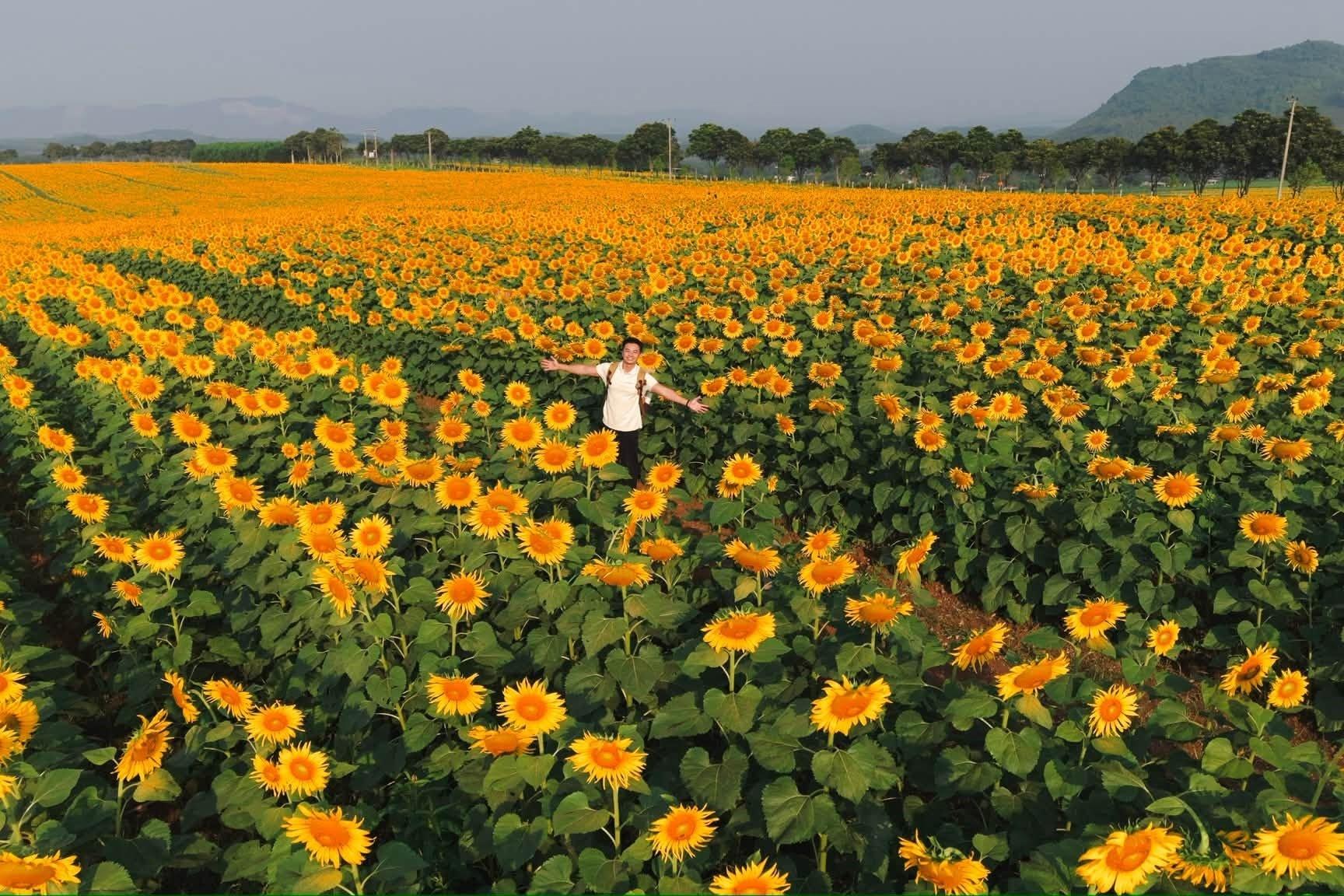 Giữa tháng 10, cánh đồng hoa hướng dương ở khu vực C10 (xã Nghĩa Lâm, Nghệ An) bắt đầu nở rộ, phủ sắc vàng sáng bừng cả một vùng. Nơi đây nhanh chóng trở thành tâm điểm chú ý trên mạng xã hội. Mỗi ngày đều có hàng trăm người dân, du khách tìm đến để ghi lại những bức ảnh, thước phim. Cuối tuần, lượng người càng đến đông, xe xếp thành hàng ở bãi đỗ. Ảnh: Quang Kiên. 
